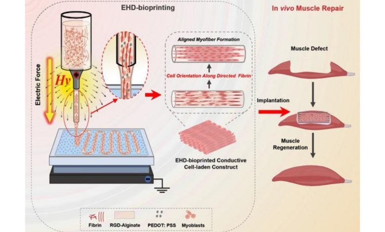西安交通大学团队利用电场生物打印出定向排列的骨骼肌组织