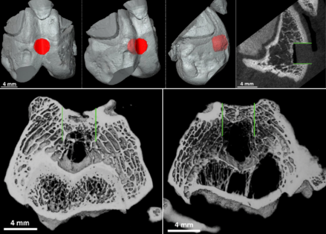 BIO INX&rsquo;s DEGRAD INX resin helps regenerate cartilage in rabbit knees